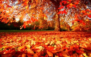 autumn