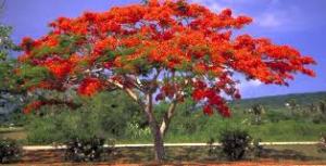 flame trees