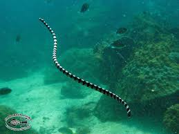 sea snake
