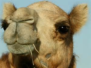 camel