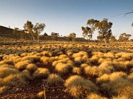 spinifex