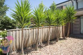 yuccas