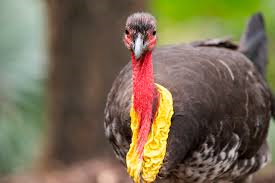 brush turkey
